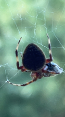 Neoscona domiciliorum