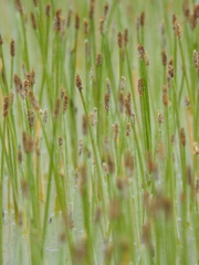 Eleocharis mamillata