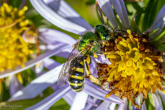 Agapostemon