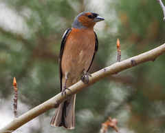 Fringilla coelebs