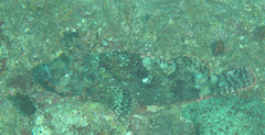 Scorpaenopsis oxycephalus