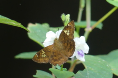 Pseudocoladenia dan