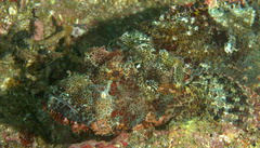 Scorpaenopsis oxycephalus