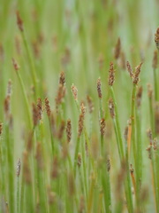 Eleocharis mamillata