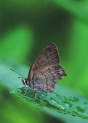 Euptychiina