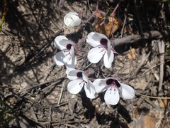 Pelargonium tricolor