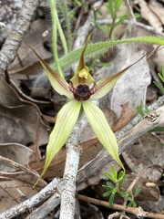 Caladenia macrostylis