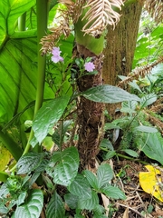 Strobilanthes cusia