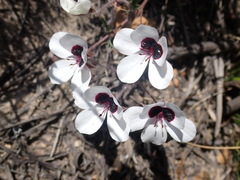 Pelargonium tricolor