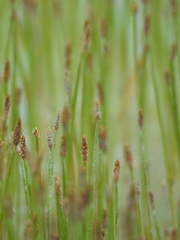 Eleocharis mamillata