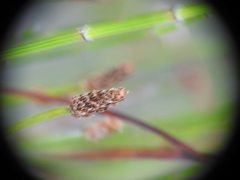 Eleocharis mamillata