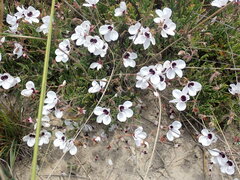 Pelargonium tricolor