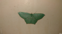 Cyclothea disjuncta