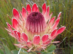 Protea eximia