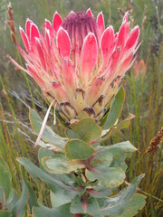 Protea eximia