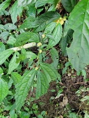 Elatostema cyrtandrifolium
