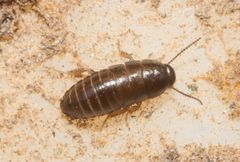 Blaberidae