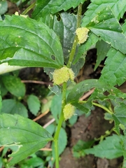 Elatostema cyrtandrifolium