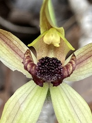 Caladenia macrostylis