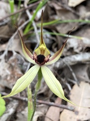 Caladenia macrostylis