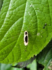 Thysanoptyx