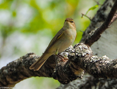 Phylloscopus trochilus