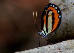 Hypothyris ninonia daeta