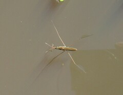Limnoporus rufoscutellatus