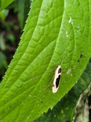 Thysanoptyx