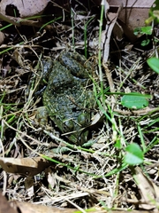 Hoplobatrachus chinensis