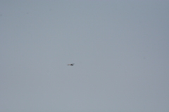 Circaetus gallicus