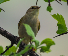 Phylloscopus trochilus