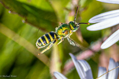 Agapostemon