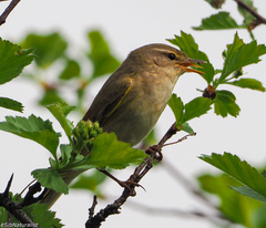 Phylloscopus trochilus