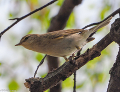 Phylloscopus trochilus