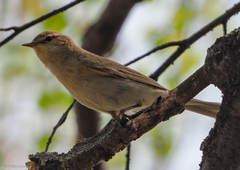 Phylloscopus trochilus