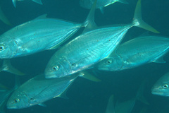 Turrum gymnostethus
