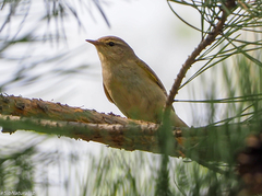 Phylloscopus trochilus