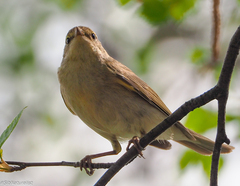 Phylloscopus trochilus