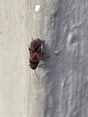 Arocatus melanocephalus