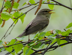 Phylloscopus trochilus
