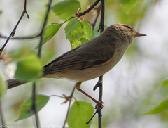 Phylloscopus trochilus