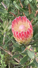Protea obtusifolia