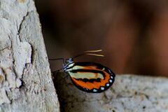 Hypothyris ninonia daeta