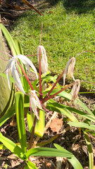 Crinum