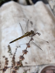 Indothemis carnatica