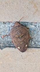 Solenosthedium bilunatum