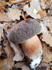 Boletus aereus