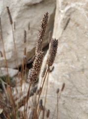 Plantago lanceolata