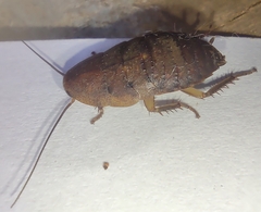 Blaberidae